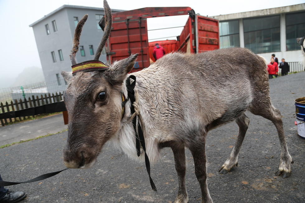 请求提供一些圣诞或者元旦联欢会主持人台词和