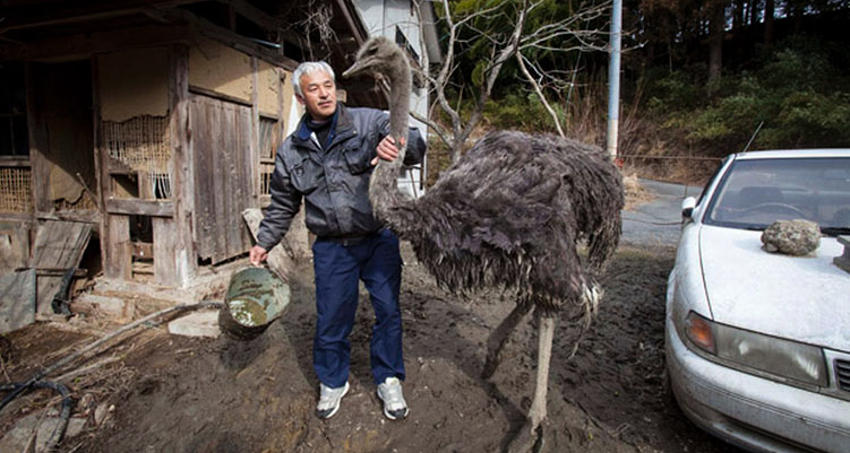 日本男子独自留在福岛核禁区照顾遗弃动物(组图)