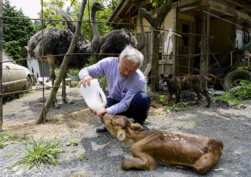 日本男子独自留在福岛核禁区照顾遗弃动物(组图)