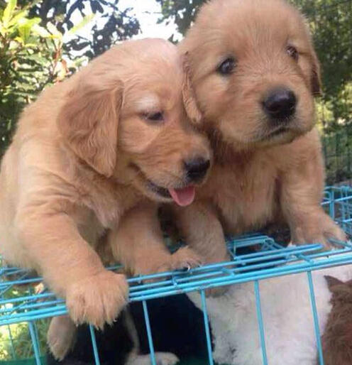  名犬 不翼而飞 男子 假装买狗 并躲过监控偷 名犬 