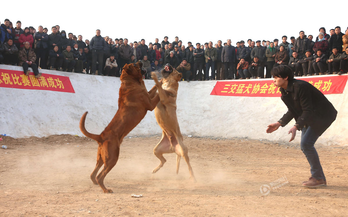 山西运城办犬王争霸赛 猛犬互撕如搏击对决(组图)