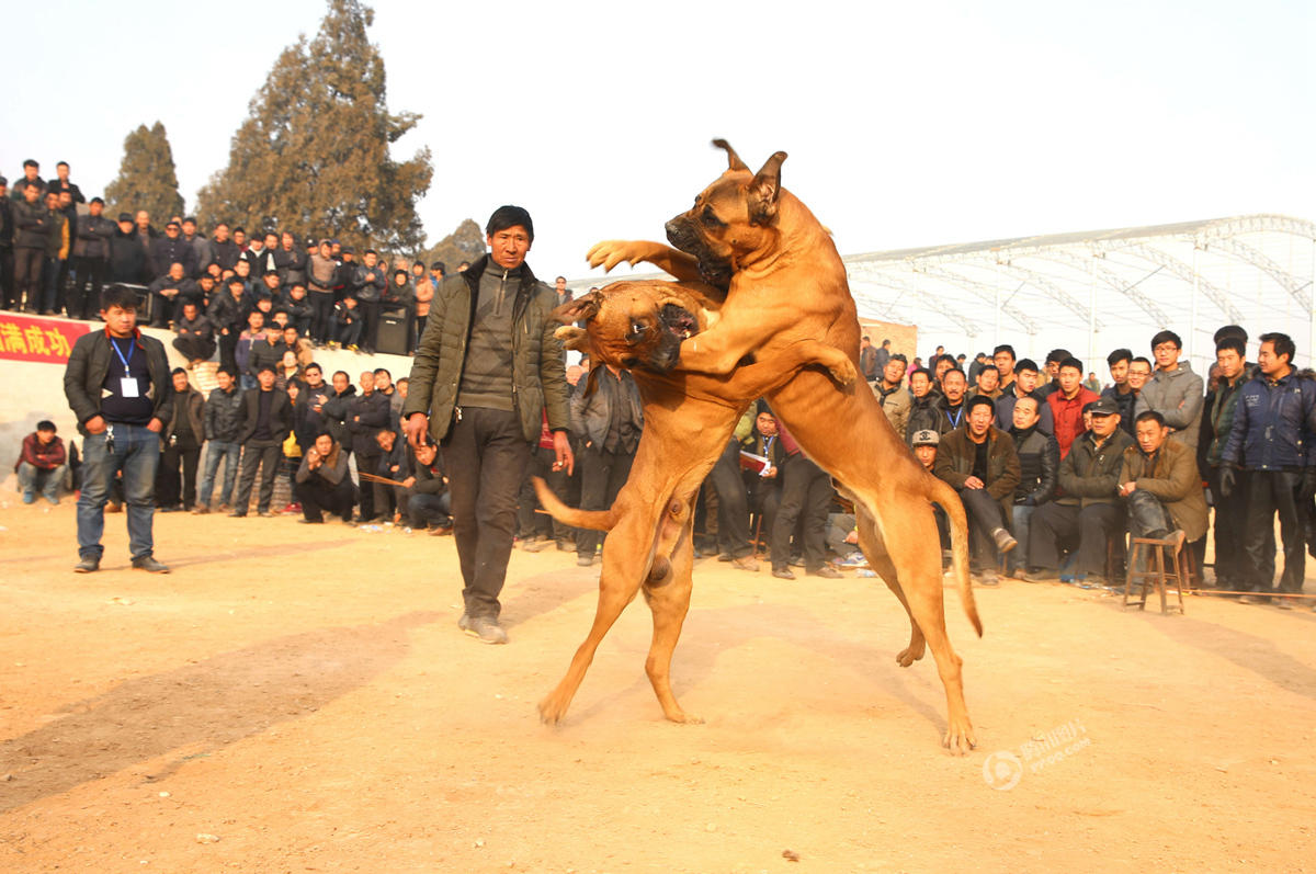 山西运城办犬王争霸赛 猛犬互撕如搏击对决(组图)