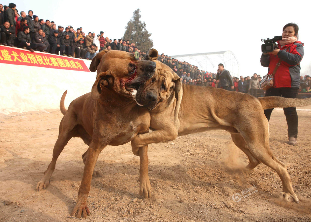 山西运城办犬王争霸赛 猛犬互撕如搏击对决(组图)