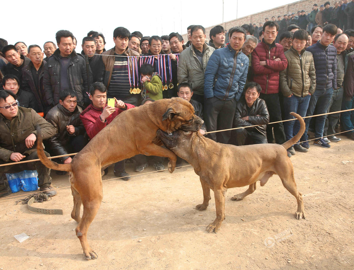 山西运城办犬王争霸赛 猛犬互撕如搏击对决(组图)