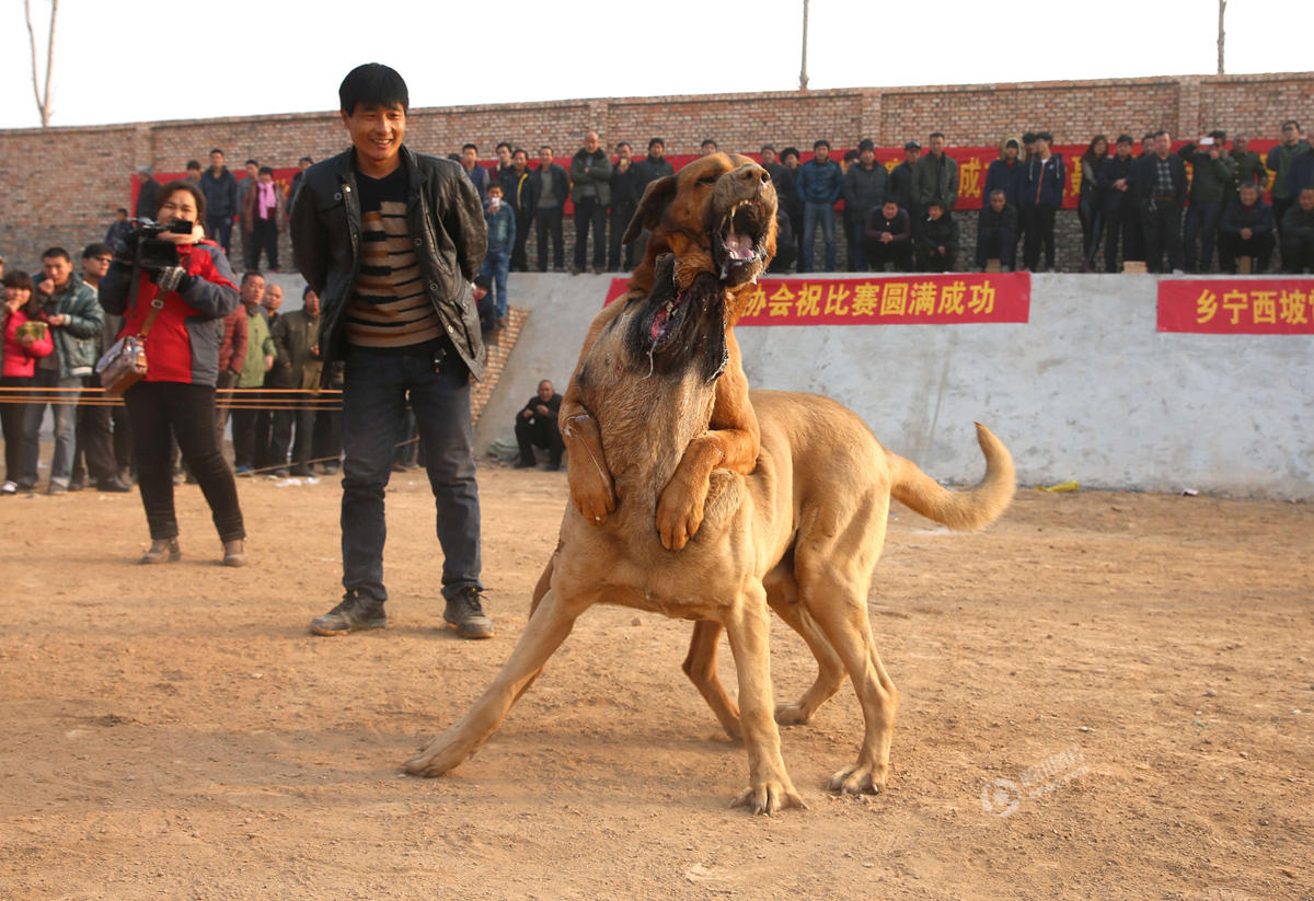 山西运城办犬王争霸赛 猛犬互撕如搏击对决(组图)