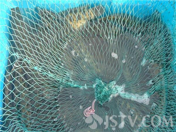 市民租船放生四十桶黑鱼 引来成群江豚争抢觅