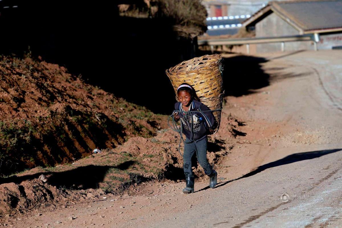 彝族孩子很勤劳敢吃苦,12岁的曲么阿美背着竹筐,到2公里外的山上