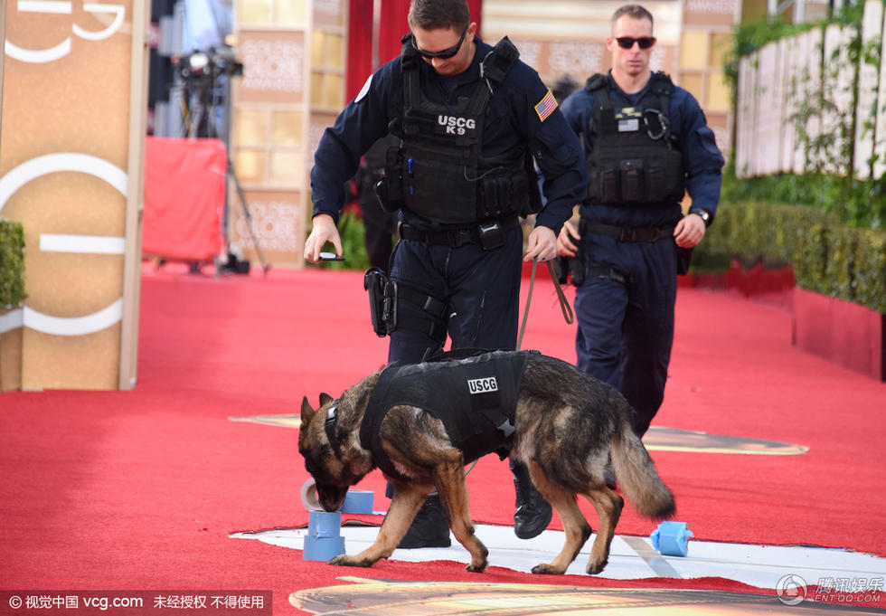 金球红毯开幕在即 警犬上阵确保活动安全举办
