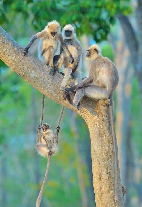 图片中的幼猴抓住两只成年猴子的长尾巴,调皮地玩起了荡秋千,嘴巴张大