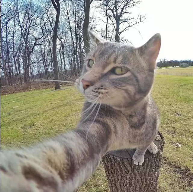 猫咪学会自拍根本停不下来 就差嘟嘴剪刀手了