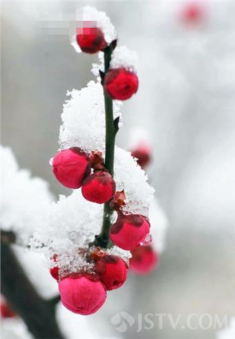 南京梅花山上傲雪寒梅 含苞绽放来报春