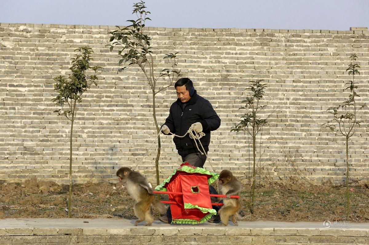 猴年将至 探访中国最后的耍猴村(高清组图)