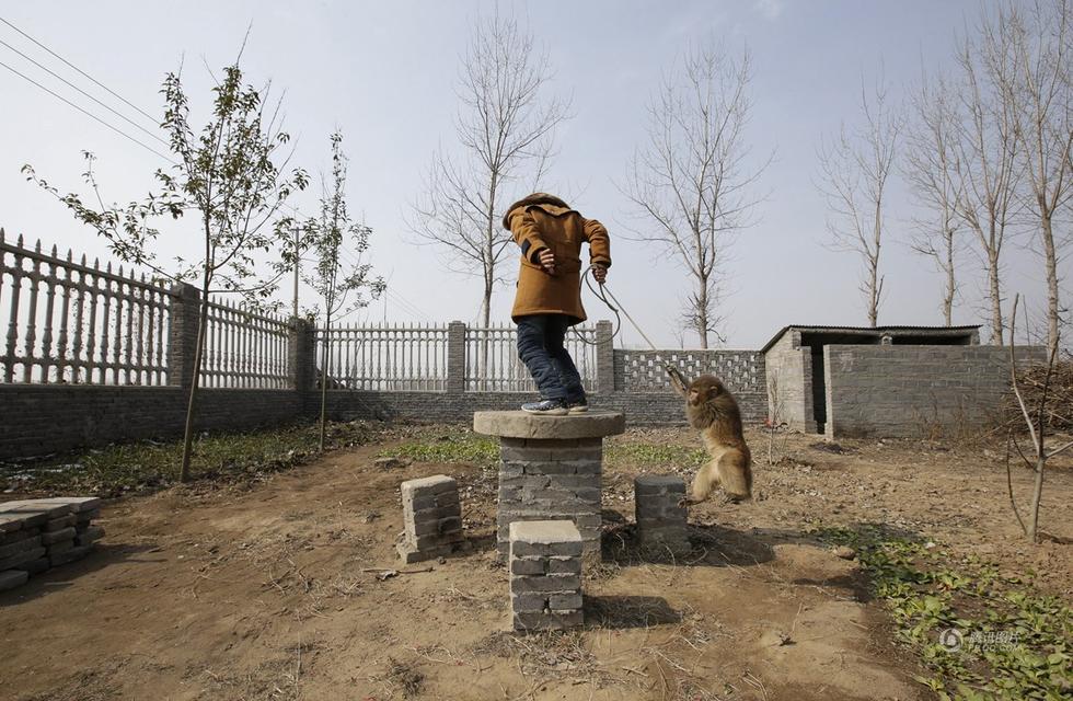 猴年将至 探访中国最后的耍猴村(高清组图)