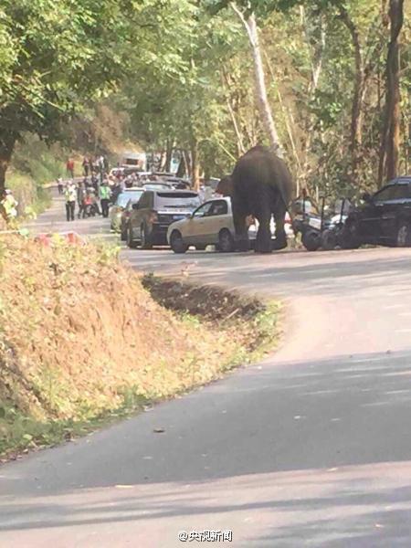 西双版纳野象路边“玩”车 14辆汽车被损坏(组图)