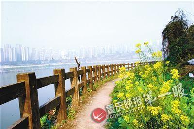 南滨路融侨半岛大段滨江步道变菜地