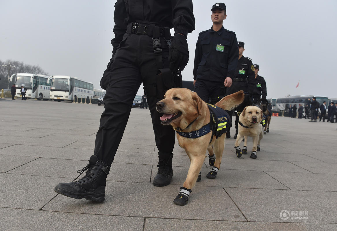 警犬穿黑色"小靴"执勤