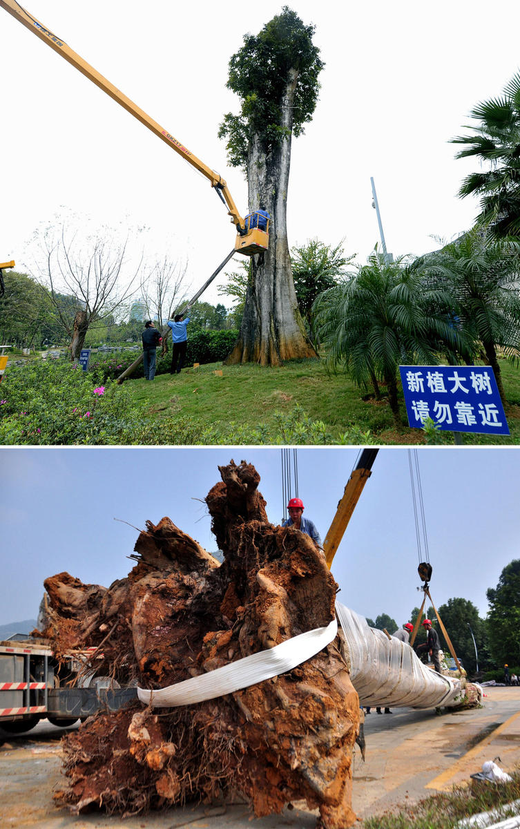 贵州到广西：300岁失窃“树王”复活记(高清组图)