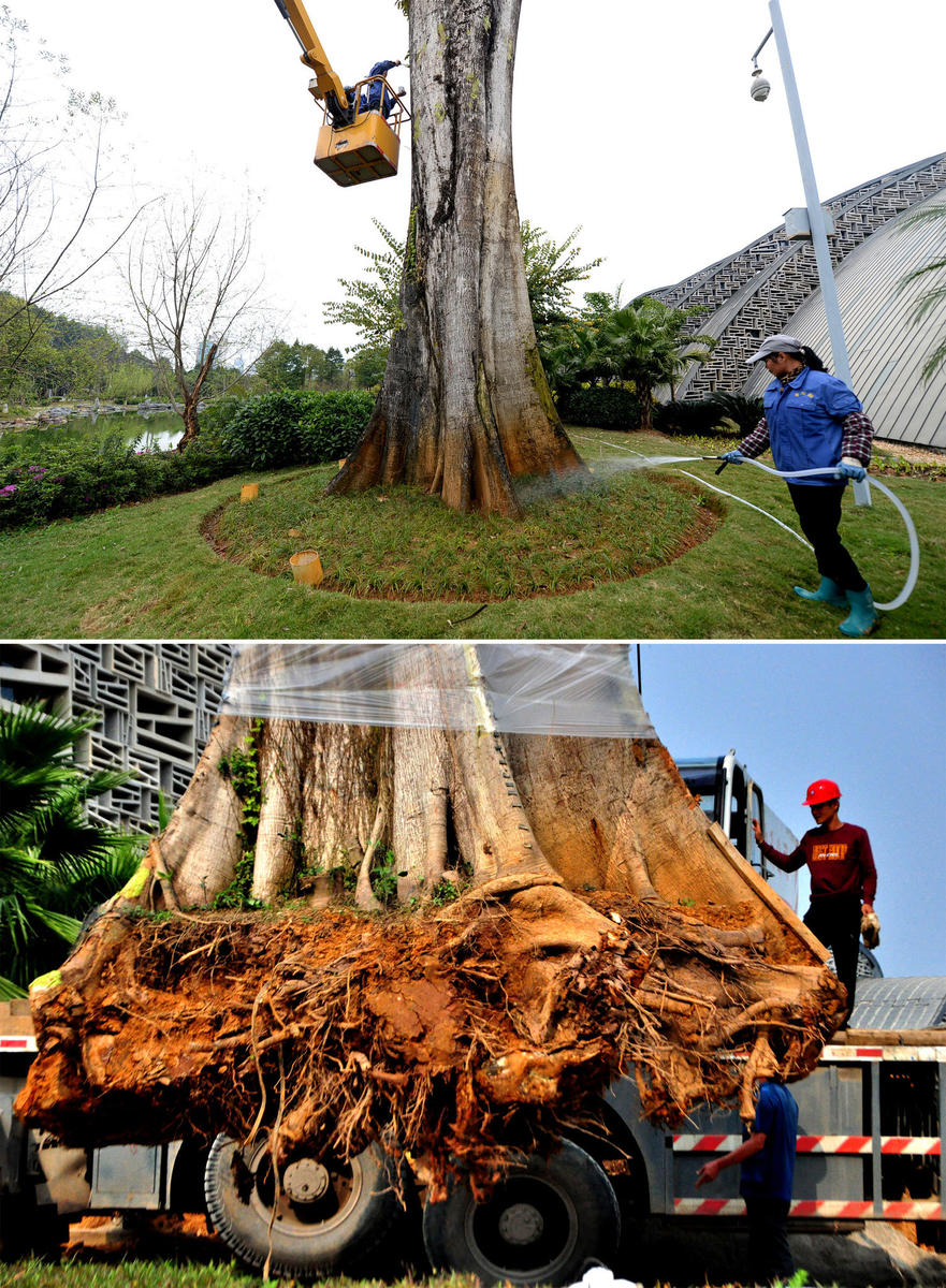 贵州到广西：300岁失窃“树王”复活记(高清组图)