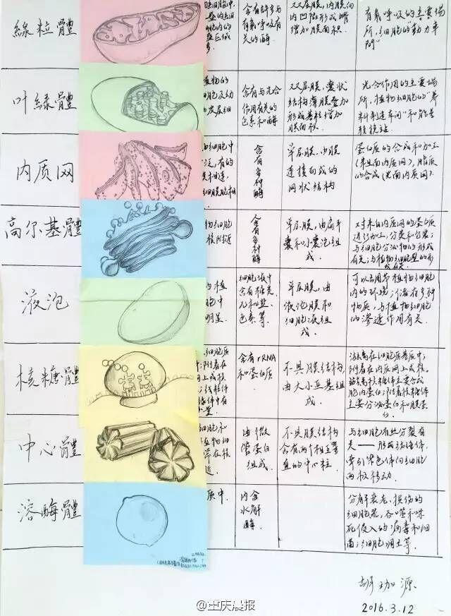 重庆高三学霸生物笔记走红 手绘图逆天 _新闻_腾讯网