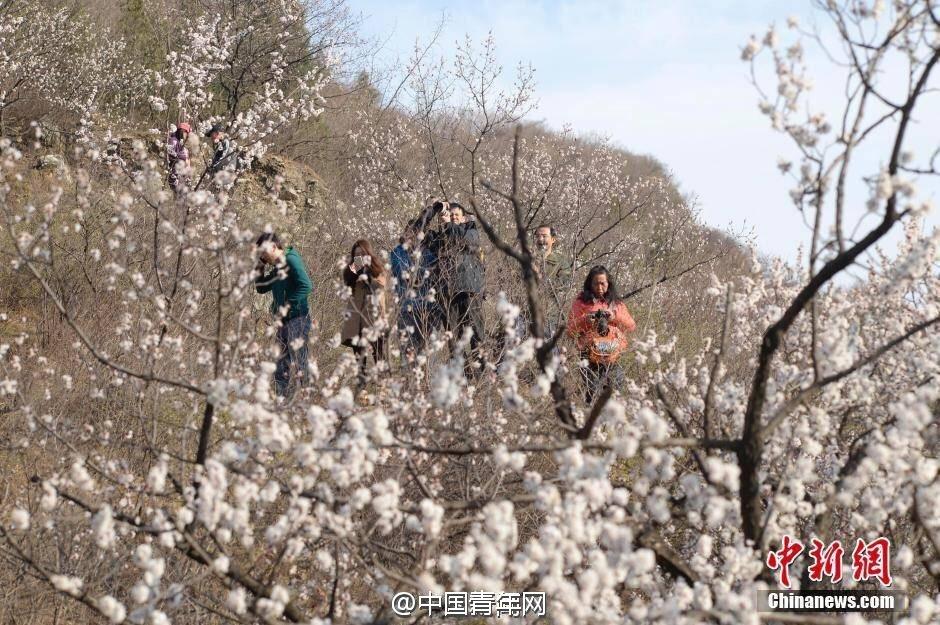 3月28日上午，记者与居庸关村委会取得联系，证实了山路暂时封闭的消息。工作人员告诉记者，当地生长的杏花、山桃花一直都很茂盛，清明前后，正是花期，今年也不例外。