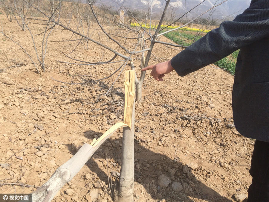 种植花椒树的前景咋样_花椒树没棵收入(3)