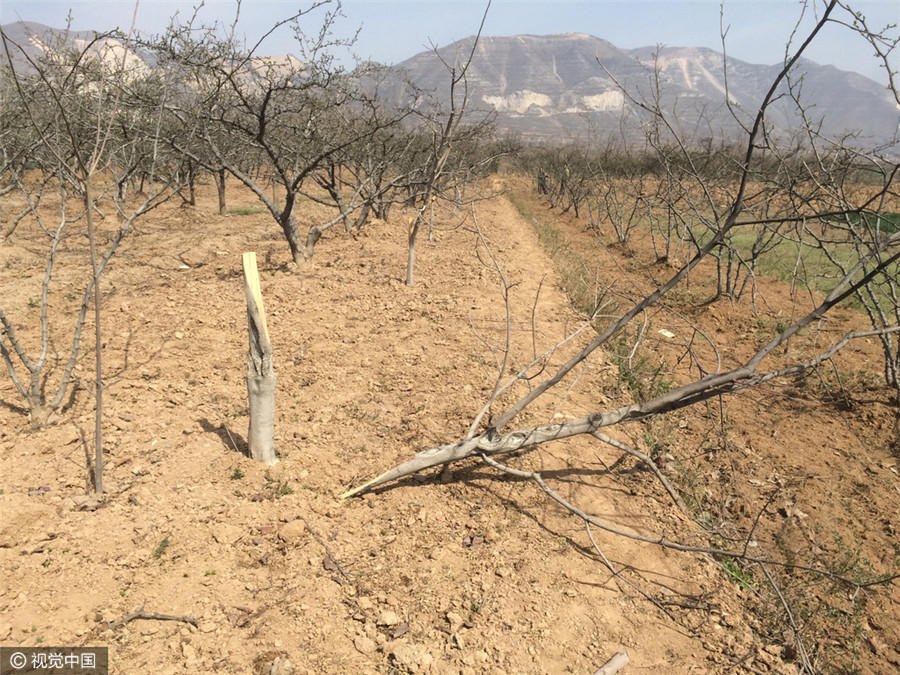 种植花椒树的前景咋样_花椒树没棵收入