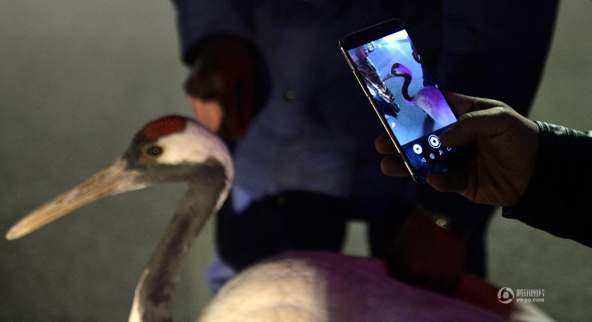 沈阳天上掉下多只丹顶鹤 市民争相围观(高清组图)