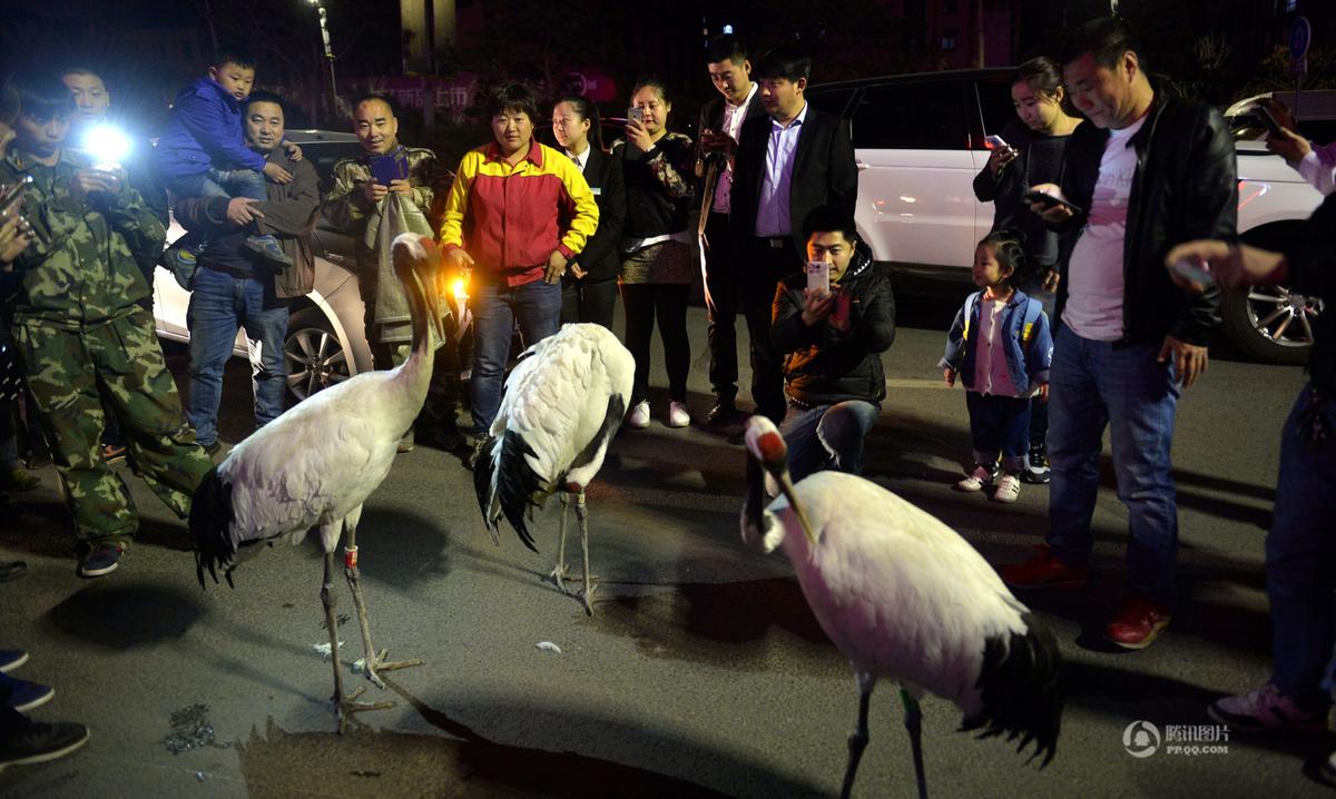 沈阳天上掉下多只丹顶鹤 市民争相围观(高清组图)