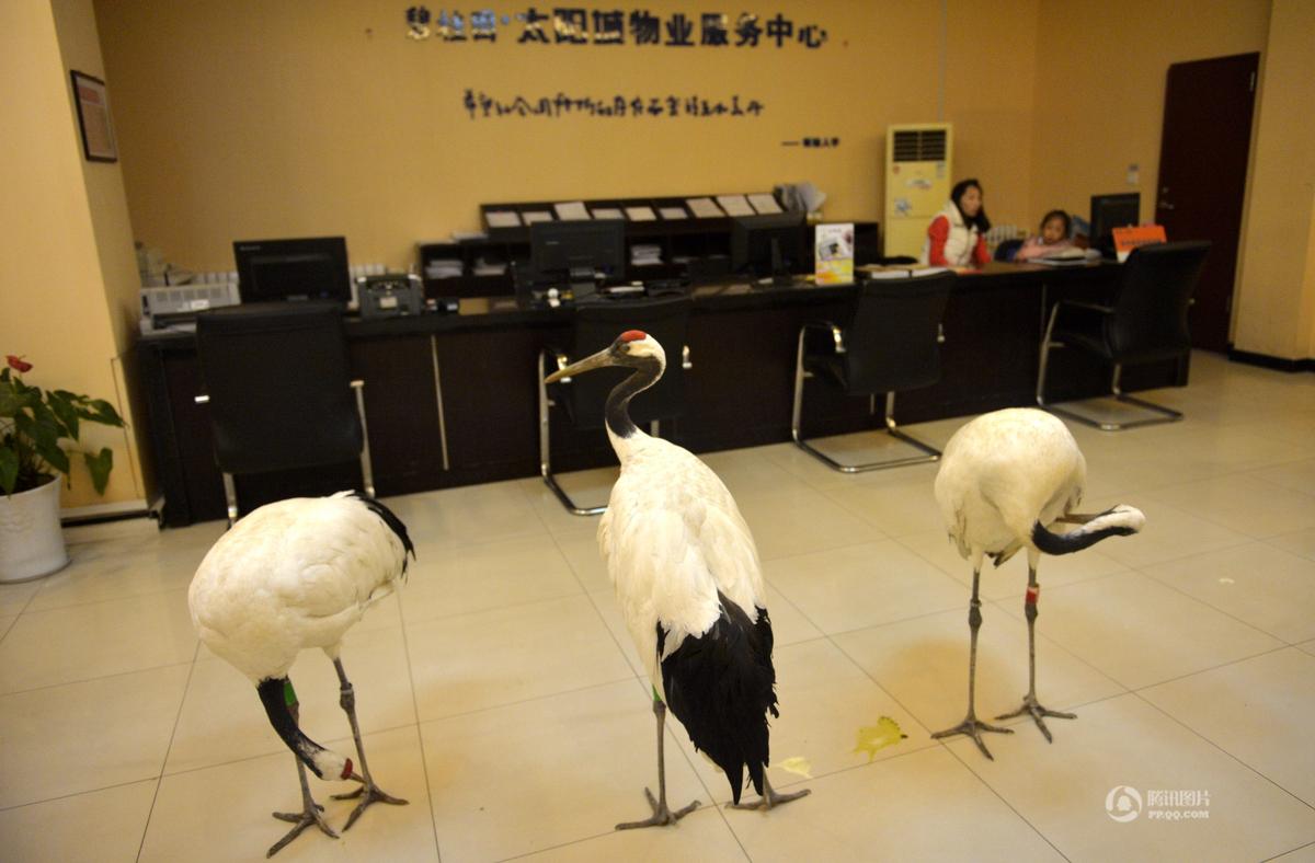 沈阳天上掉下多只丹顶鹤 市民争相围观(高清组图)