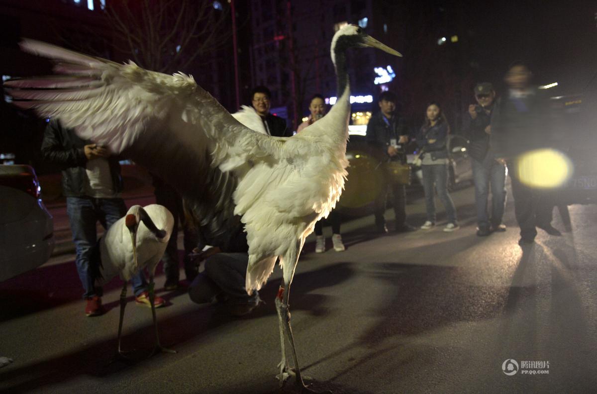 沈阳天上掉下多只丹顶鹤 市民争相围观(高清组图)