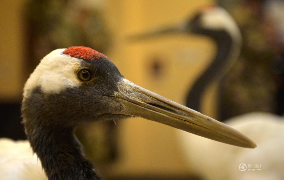 沈阳天上掉下多只丹顶鹤 市民争相围观(高清组图)