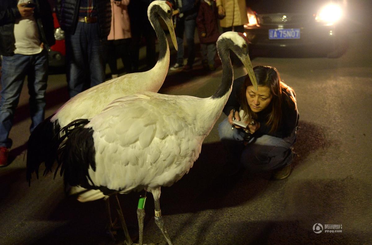 沈阳天上掉下多只丹顶鹤 市民争相围观(高清组图)