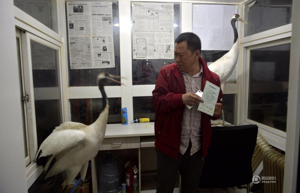 沈阳天上掉下多只丹顶鹤 市民争相围观(高清组图)