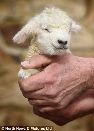 "它是我们农场有过的最小的羊,简直可爱极了.