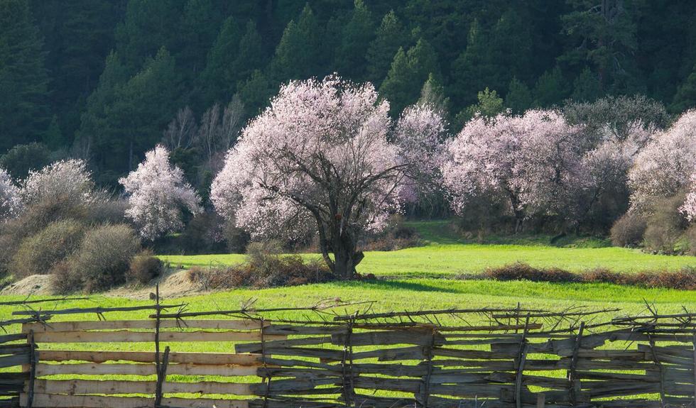青藏高原上的世外桃源:桃花满山似仙境 - 新鲜