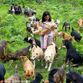  A paradise for more than 900 stray dogs on Costa Rica's Dog Island