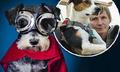  Go to heaven! English dogs really learned to fly planes