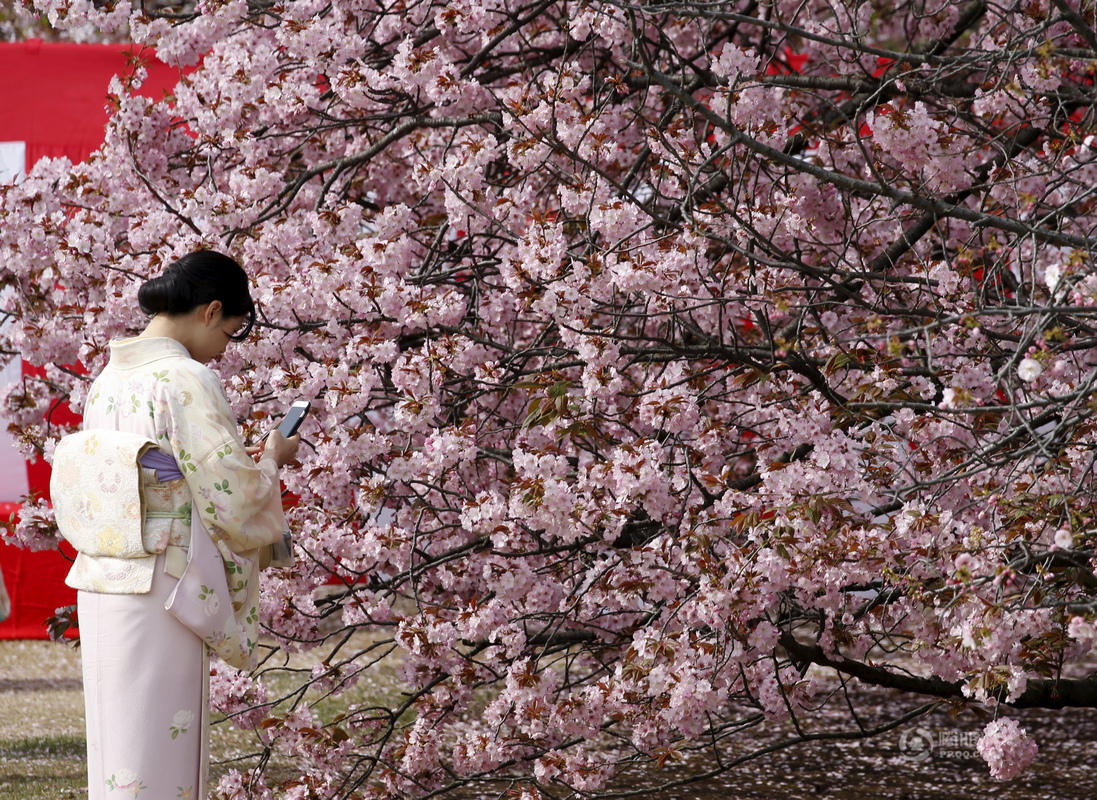 安倍参加赏樱大会 与日本美少女偶像组合合影(图)