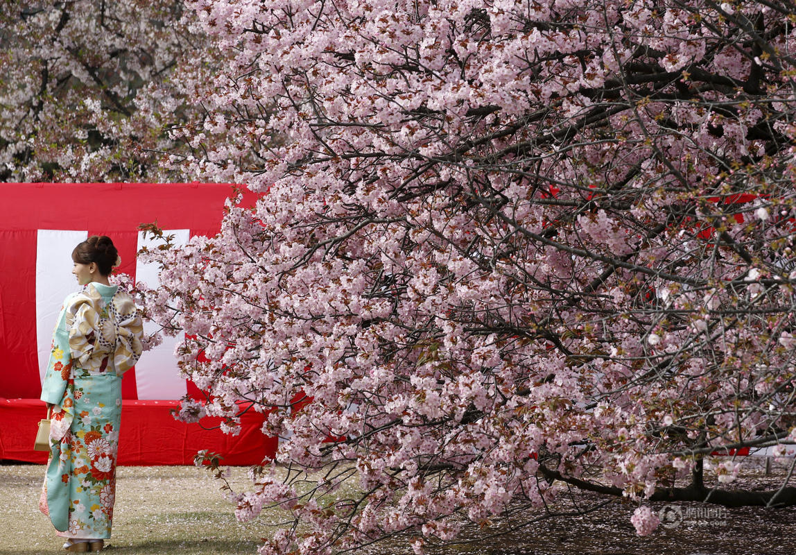安倍参加赏樱大会 与日本美少女偶像组合合影(图)