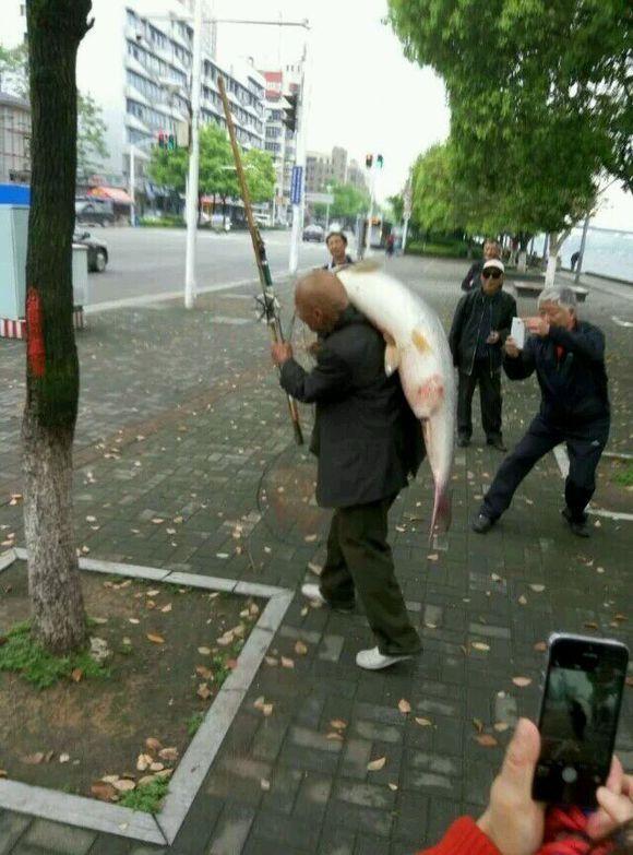 老人长江里钓起“鱼王”肩扛过市 回头率爆表(图)