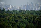【鹅眼】新加坡闹市分布大片原始雨林