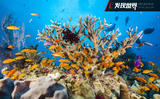 澳大利亚大堡礁严重白化 未来或彻底消失