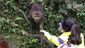  The girl's phone in Mount Emei was snapped and fed to the monkey for 4 seconds. The phone was stolen by the monkey