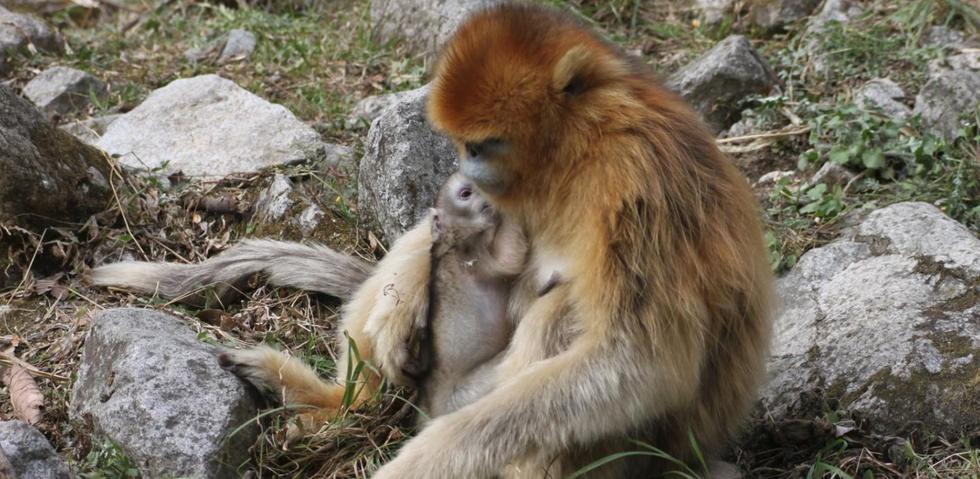 这样的照片你一定没看过  野生猴子竟为同伴接生