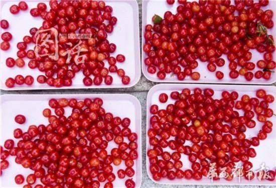 樱桃琥珀哪个学校拍的 15821112_980x1200_0.jpg