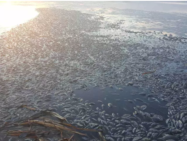 被污染的内蒙古莫日格勒河：漂浮大量死鱼(组图)