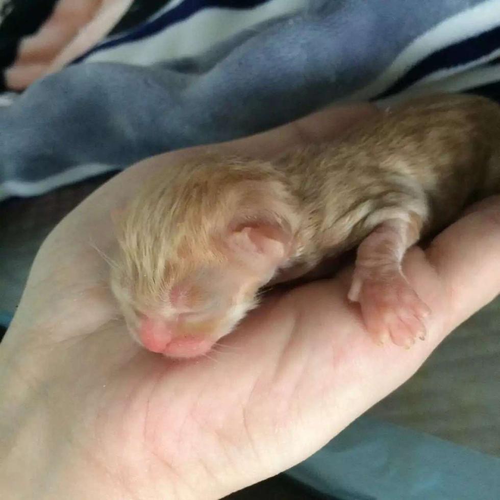 怀孕猫妈妈被车撞死 好心人剖腹救活一窝猫仔