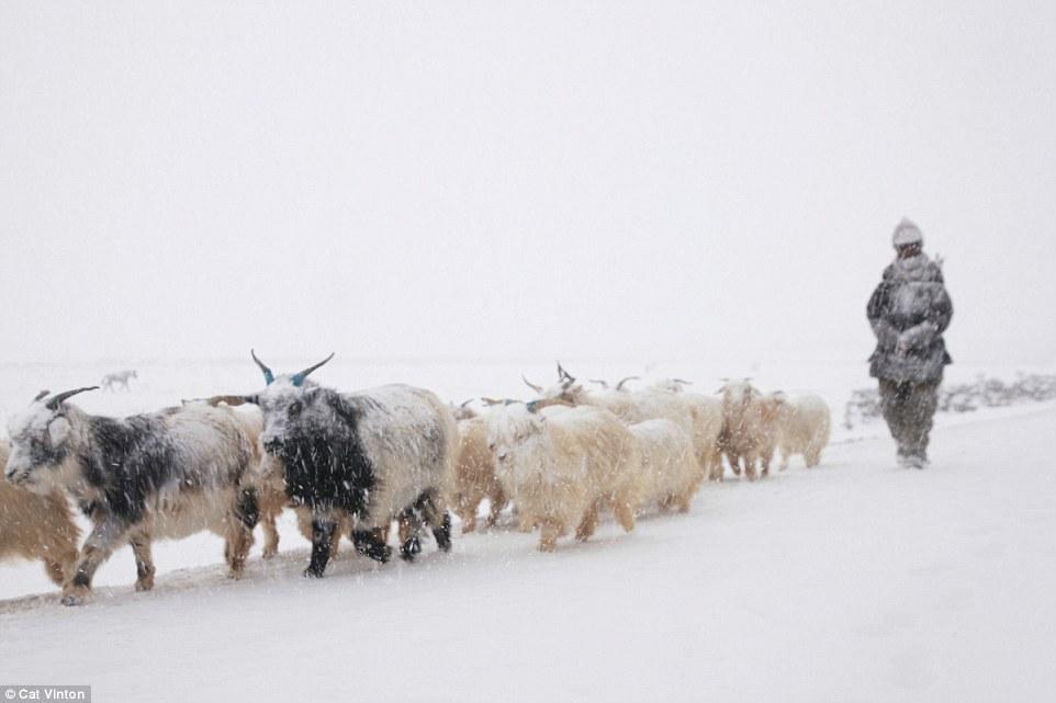 雪山脚下的游牧&quot;流浪者&quot; 与世隔绝靠换物而活(图)