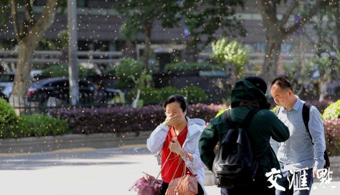 南京刮起七级大风 漫天梧桐飞絮迷人眼