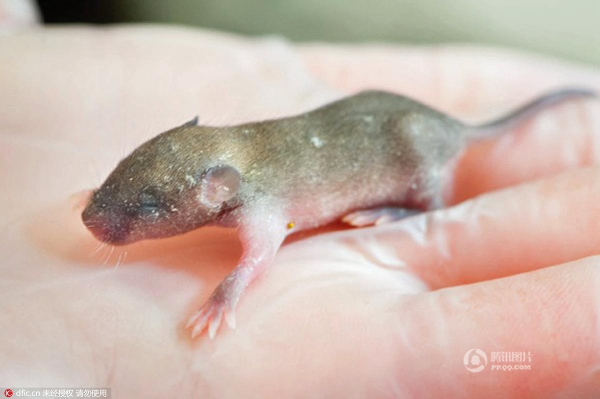 英国动物保护组织救助一窝老鼠宝宝 人工喂养